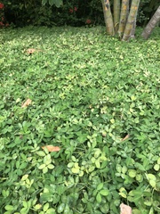 Arachis