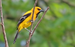 Icterus nigrogularis