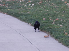 Corvus brachyrhynchos
