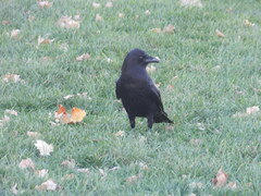 Corvus brachyrhynchos