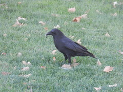 Corvus brachyrhynchos