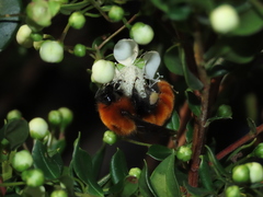 Bombus dahlbomii