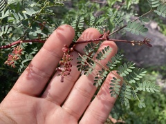 Mimosa distachya