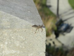 Acholla multispinosa