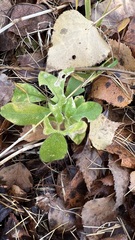 Cerastium pauciflorum
