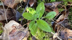 Cerastium pauciflorum