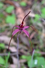 Caladenia formosa