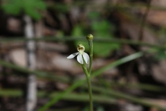 Caladenia prolata
