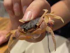 Gecarcinus lateralis