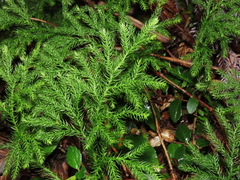 Austrolycopodium paniculatum