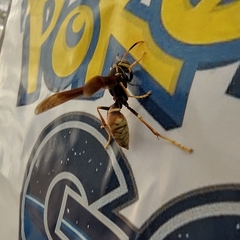 Polistes buyssoni
