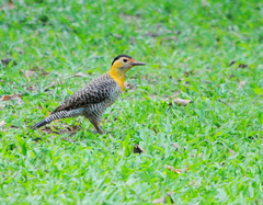Colaptes campestris campestroides