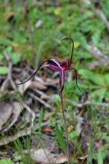 Caladenia formosa
