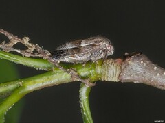 Ophiderma grisea