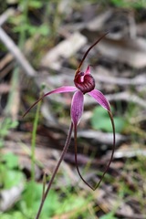 Caladenia formosa