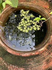Pistia stratiotes