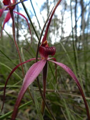 Caladenia formosa