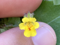 Erythranthe brevinasuta