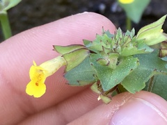 Erythranthe brevinasuta