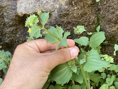Erythranthe brevinasuta