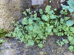 Erythranthe brevinasuta