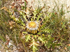 Carlina acanthifolia