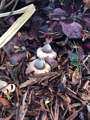 Geastrum