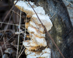 Irpiciporus