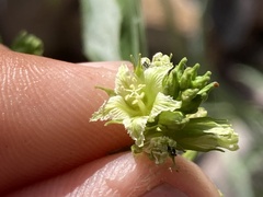 Ditaxis brandegeei