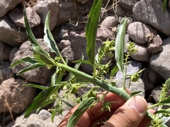 Ditaxis brandegeei