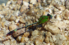 Erpetogomphus bothrops