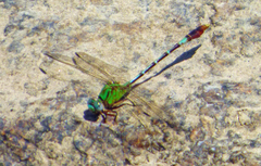 Erpetogomphus bothrops