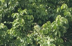 Poicephalus cryptoxanthus