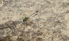 Erpetogomphus bothrops