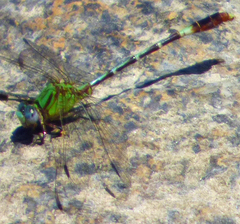 Erpetogomphus bothrops