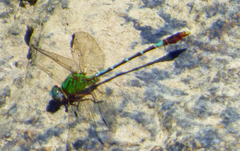 Erpetogomphus bothrops