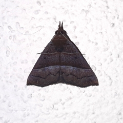 Hypena lollia