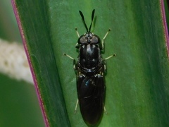 Hermetia sexmaculata