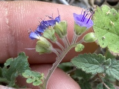 Phacelia scariosa
