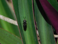 Hermetia sexmaculata
