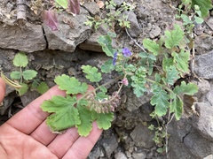 Phacelia scariosa