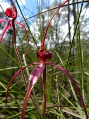 Caladenia formosa