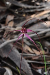 Caladenia formosa