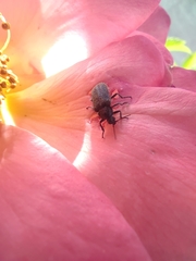 Coleoptera