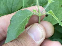 Ruellia californica californica