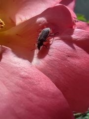 Coleoptera