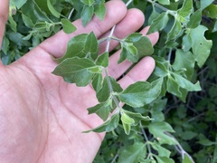 Ruellia californica californica