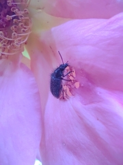 Coleoptera