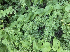 Ruellia californica californica