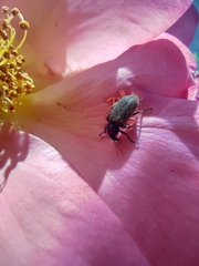 Coleoptera